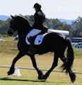 Horse Show - Ollie