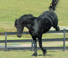Friesian Horses