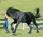 Friesian horse frolicking